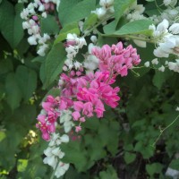 Antigonon leptopus Hook. & Arn.